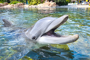 Discovery Cove