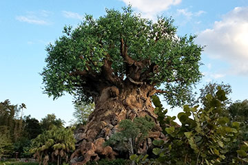 Disney's Animal Kingdom