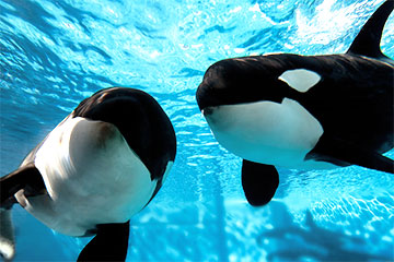 SeaWorld Orlando
